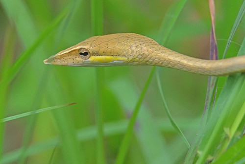 Photo of a Laudankia Vine Snake (Ahaetulla laudankia)