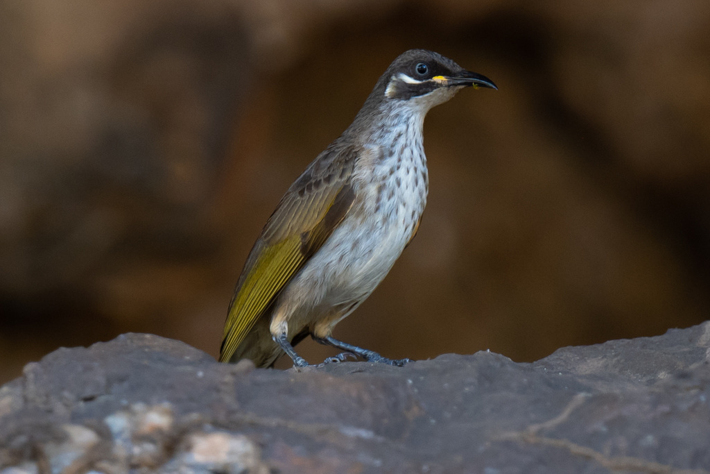White-lined Honeyeater (Meliphaga albilineata) photo