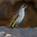 Territornis Honeyeaters - Photo (c) dylanjones, some rights reserved (CC BY-NC), uploaded by dylanjones