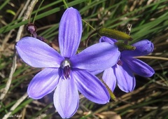 Agrostocrinum scabrum