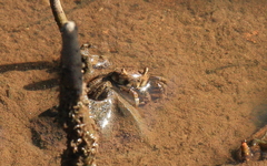 Australoplax tridentata