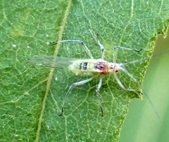 Calaphidina