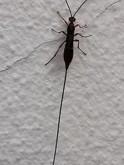 Glyptomorpha pectoralis