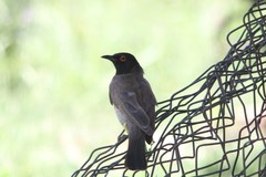 Pycnonotus nigricans superior