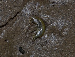 Gammarus roeselii