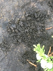 Lathagrium undulatum