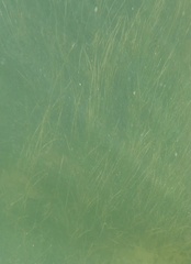 Syringodium filiforme