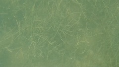 Syringodium filiforme