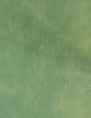 Syringodium filiforme