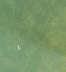 Syringodium filiforme