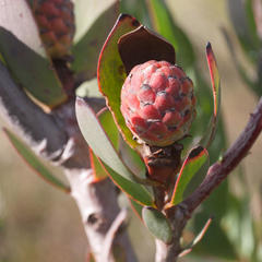 Leucadendron discolor