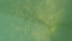 Syringodium filiforme