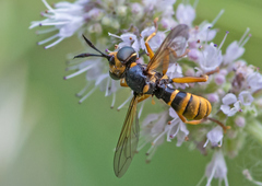 Abrachyglossum capitatum