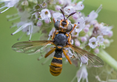 Abrachyglossum capitatum
