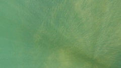 Syringodium filiforme