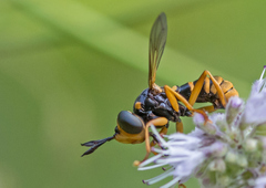 Abrachyglossum capitatum