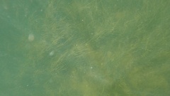 Syringodium filiforme