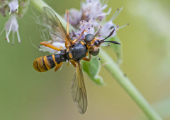Abrachyglossum capitatum