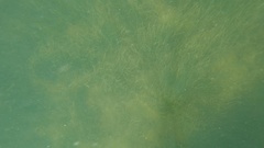 Syringodium filiforme