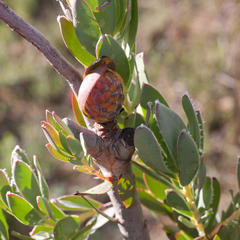 Leucadendron discolor