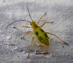 Calaphidina