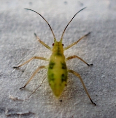 Calaphidina