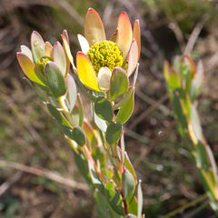 Leucadendron discolor