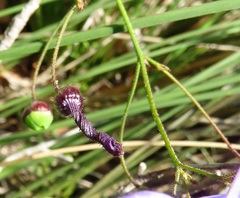Agrostocrinum scabrum