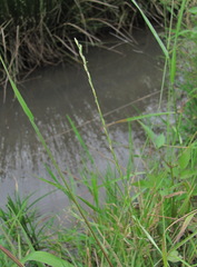 Lolium rigidum