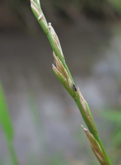 Lolium rigidum