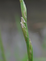 Lolium rigidum