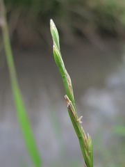 Lolium rigidum