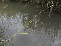 Lolium rigidum