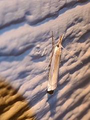 Crambus praefectellus