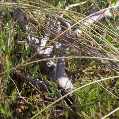 Leucadendron discolor