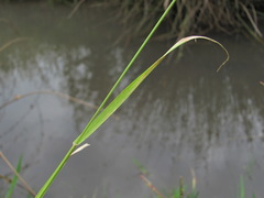 Lolium rigidum