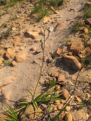 Chlorophytum rigidum