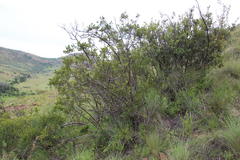 Searsia divaricata