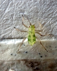 Calaphidina