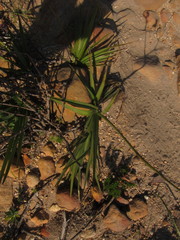 Chlorophytum rigidum