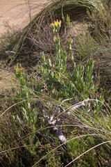 Leucadendron discolor
