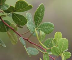 Searsia divaricata