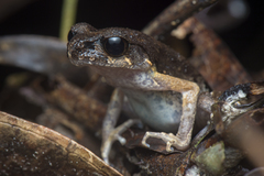 Leptobrachella gracilis