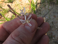 Trachyandra revoluta