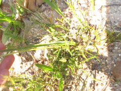 Trachyandra revoluta