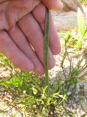 Trachyandra revoluta