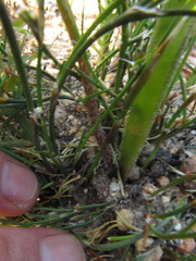 Trachyandra revoluta