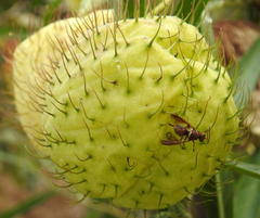 Didacus ciliatus