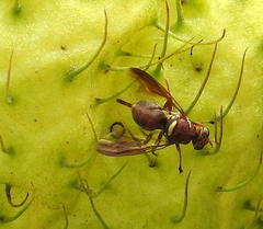 Didacus ciliatus