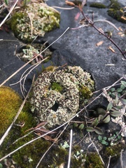 Bryoplaca sinapisperma